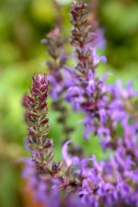 Close-up of purple flowering plants on field