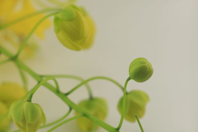 Close-up of flowering plant