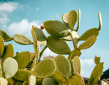 Low angle view of cactus growing against sky