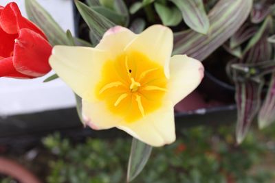 Close-up of yellow flower