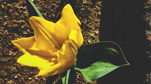 Close-up of yellow flower blooming outdoors