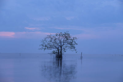 Scenic view of bare tree against blue sky