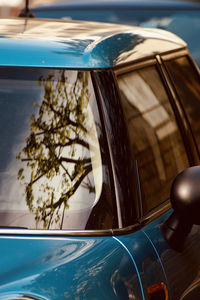 Close-up of plant by glass with reflection of trees