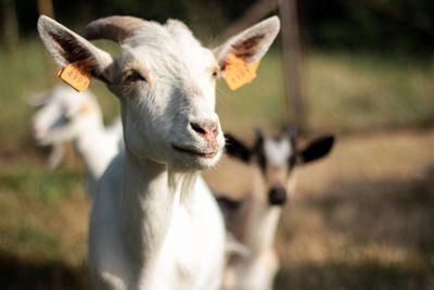 Close-up of goats on field 