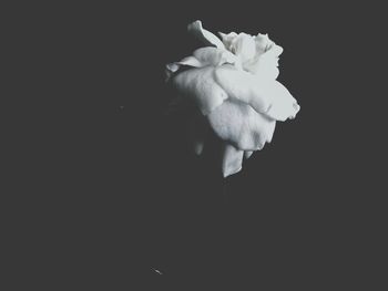 Close-up of flower over black background