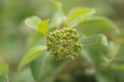 Close-up of plant growing outdoors