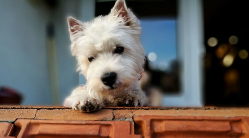 Close-up of dog