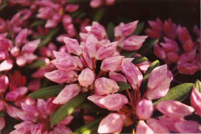 Close-up of pink flowers