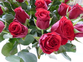 Close-up of red roses