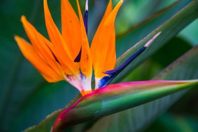 Close-up of orange flower blooming outdoors