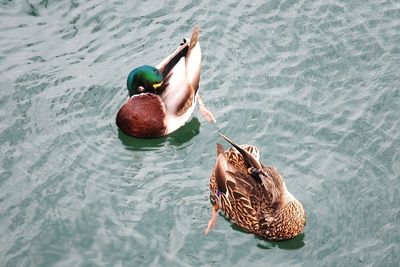 High angle view of mallard duck swimming in lake