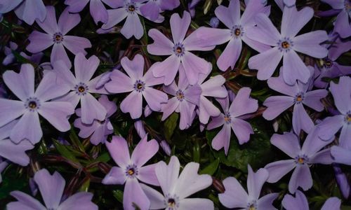 Close-up of fresh purple flowers blooming in garden