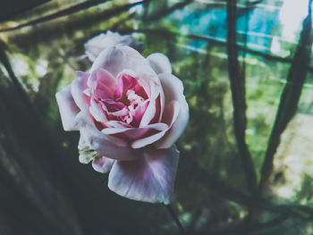 Close-up of pink rose