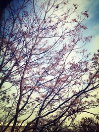 Low angle view of bare trees against sky