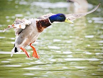 Duck flying in lake
