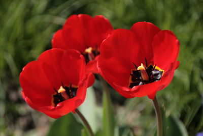 Close-up of bee on red flower