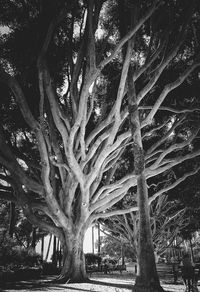 Low angle view of bare trees