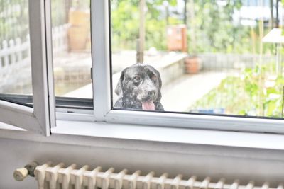 Close-up of dog looking through window