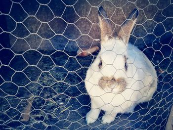 Full frame shot of chainlink fence