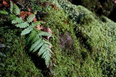 High angle view of moss on tree in forest