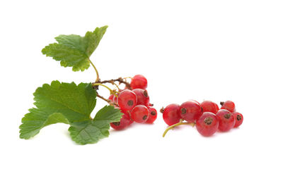 Close-up of red berries against white background