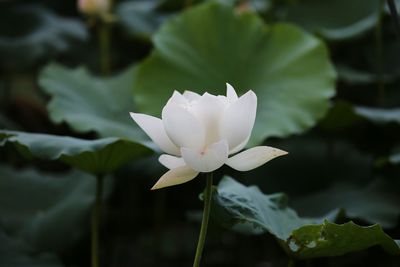 Close-up of lotus water lily in lake