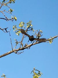 Low angle view of tree against blue sky