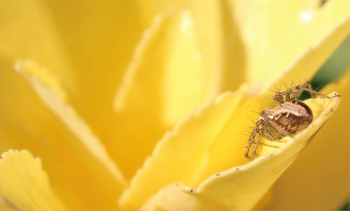 Macro shot of yellow flower