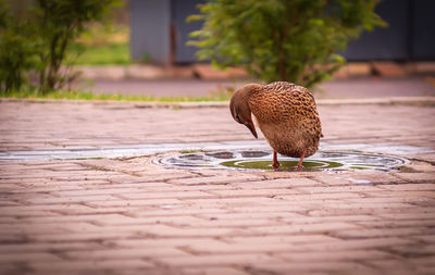 View of a bird on footpath