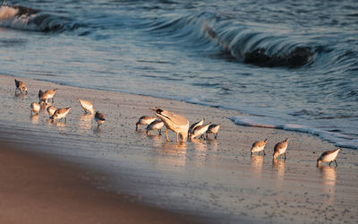 Sandpipers in lake at sunset