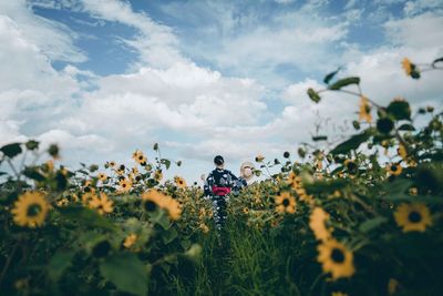 Low angle view of sunflower on field against sky