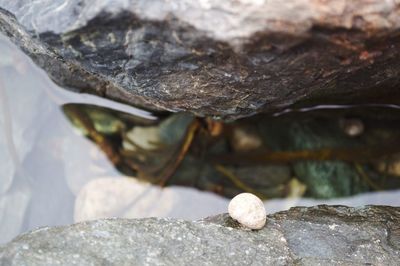 Close-up of lizard on rock