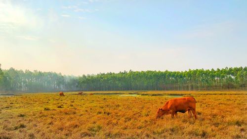 Horses in a field