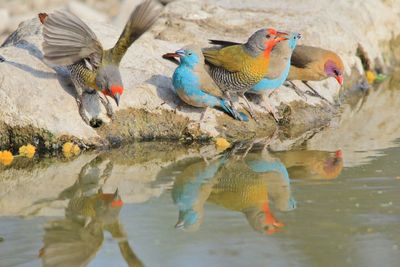 Close-up of ducks swimming on lake