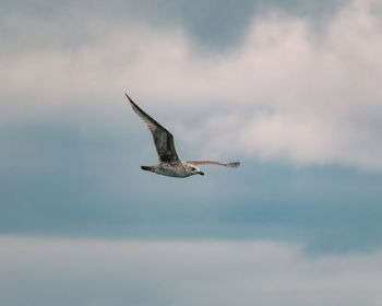 Seagull flying over the sea