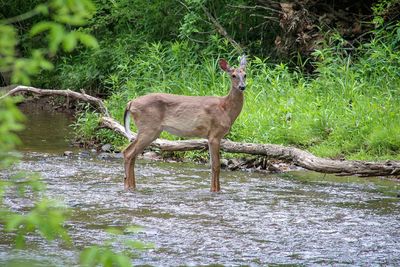 Deer standing in a forest