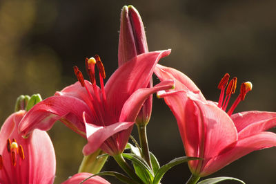 Close-up of pink lilies