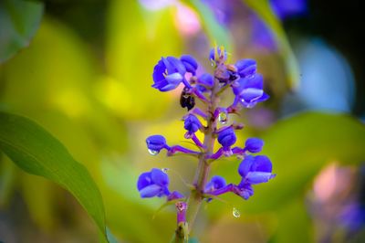 Close-up of insect on purple flower