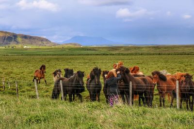 Horses in a field