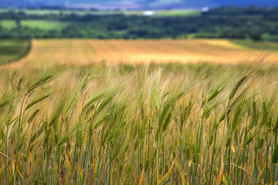 Scenic view of wheat field