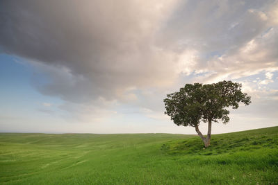 Coconut palm tree on field against sky