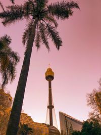 Low angle view of palm trees and buildings against sky