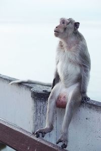 Monkey sitting on retaining wall against sky