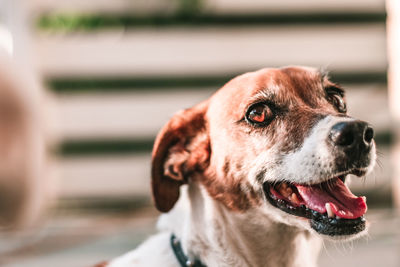 Close-up portrait of dog looking away