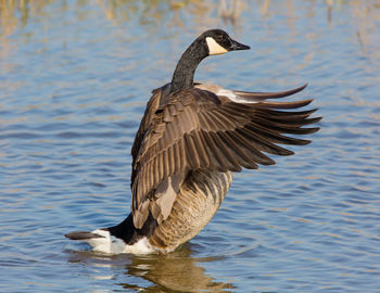 Side view of goose flapping wings on lake