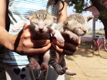 Midsection of woman holding cat