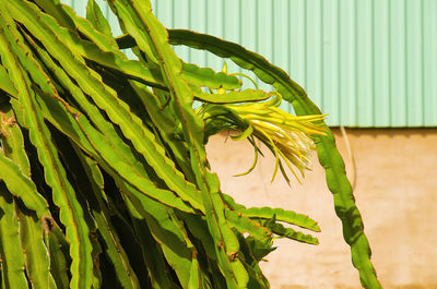 Close-up of fresh green leaf of dragonfruit pitahaya pitaya plant against a wall.
