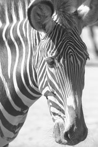 Close-up of zebra