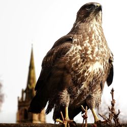 Close-up of kite perching on branch against historic building