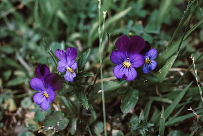 Close-up of purple crocus flowers on field